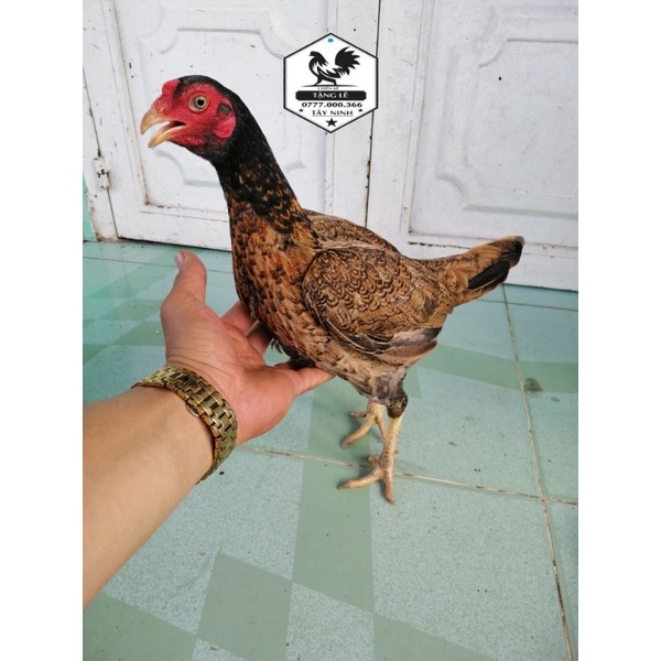 12 trứng gà tre asil bakistan