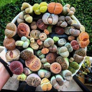 13 SEN MÔNG LITHOPS KÈM CHẬU ĐẤT NUNG