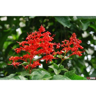 Hoa/Rễ/Cây Bạch đồng nữ/Xích đồng nam