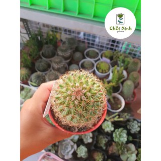 Mami gai đỏ - xương rồng