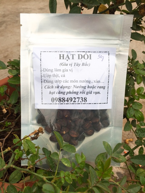 20g-100g Hạt Dổi Nếp Rừng - Gia Vị Tây Bắc ( Loại 1 hạt đều, đẹp, thơm )