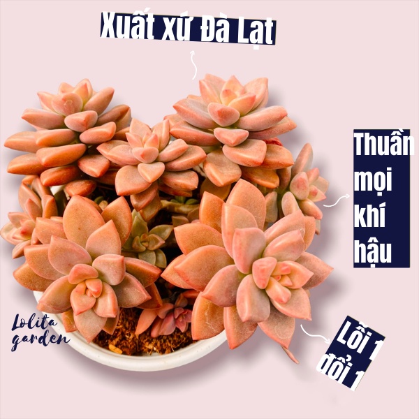 Sen đá đá nâu Đà Lạt size trung bình cây cảnh trang trí nhà cửa Lolita garden