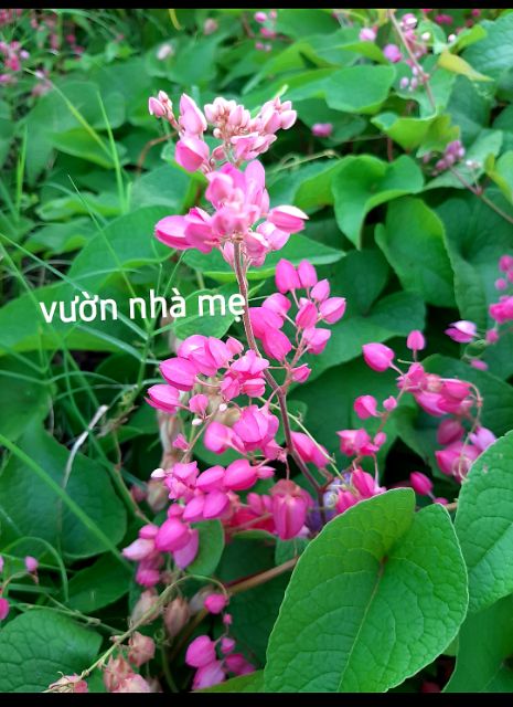 30 hạt giống hoa tigon hồng tặng kèm hạt tigon trắng