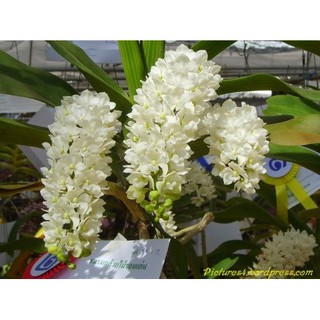 Đai châu giống mầu trắng tinh khôi