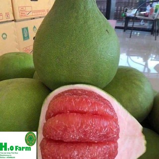 Cây bưởi ruby Thái - Giống Cây Mới Tiên TIến