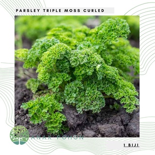 Hạt giống cải kale parsley xoăn xanh nhập khẩu 50h hạt giống nhập khẩu