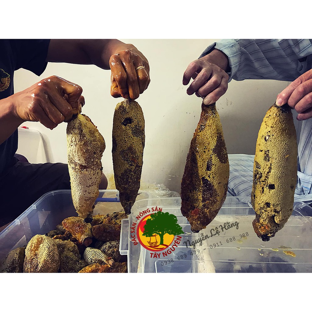 Mật Rừng Ong Ruồi Kon Tum