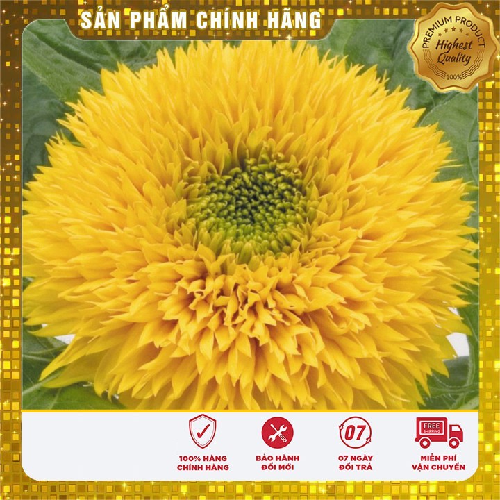 Hạt giống hoa hướng dương cao bông xù đẹp dễ trồng goi 30 Hạt