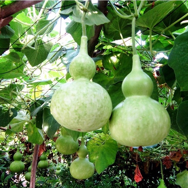 Hạt giống bầu siêu trái f1 dễ trồng năng suất cao kháng bệnh tốt gói 10 hạt cửa hàng hạt giống uy tín