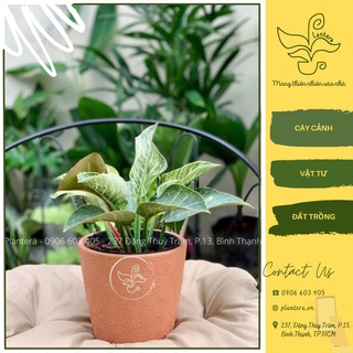 Cây đế vương kim cương chậu c6 - cây cảnh - cây ưa mát - cây nhỏ