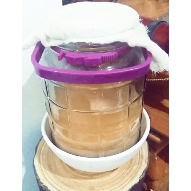 Nấm trà kombucha size lớn nhất đường kính tầm 14 cm