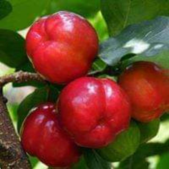 Cây sơ ri thái 1 năm tuổi chuẩn F1 trồng xuống cho quả