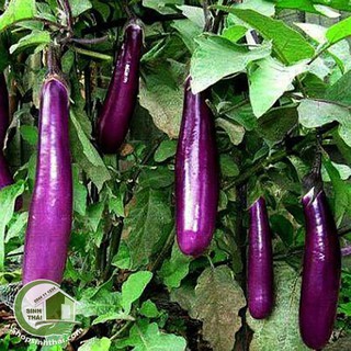 Hạt Giống Cà Dái Dê ( Cà Tím Dài F1 ) - Nảy Mầm Cực Chuẩn
