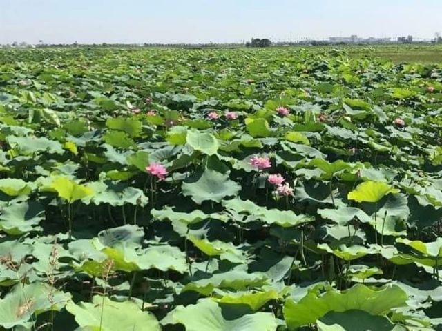 LÁ SEN KHÔ 1KG | BigBuy360 - bigbuy360.vn