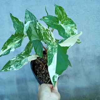 Chậu cây syngonium albo - ship toàn quốc