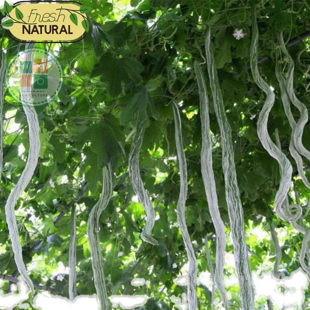 Hạt giống mướp rồng( rắn) Nhật Bản, lặc lè (lặc lày) dài siêu trái