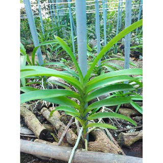 5 Cây giống Mokara
