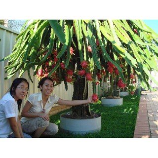 Cây thanh long ruột đỏ