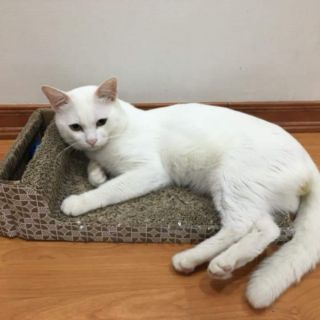 Bàn cào móng có khe bóng đồ chơi