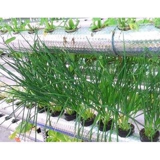 2GR - HẠT GIỐNG HÀNH LÁ