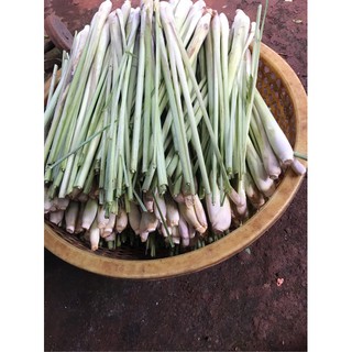 10 Cây sả tươi