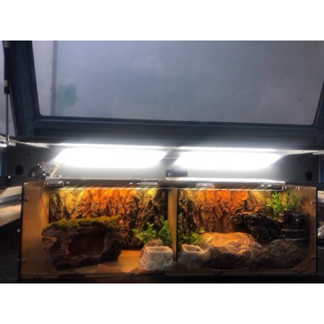 Tank nuôi nhện, rết, rắn,... 50-15-15cm có vách ngăn tháo được (tank đôi)