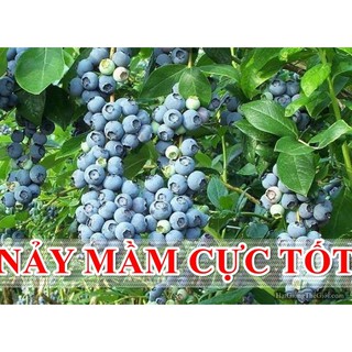 0.1GR 330 HẠT Hạt Giống Quả Việt Quất BlueBerry (| A4*X54)