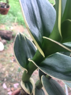 Dendro đột biến lá biên lá sọc