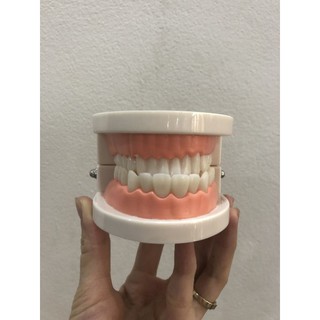 Đồ chơi mô hình hàm răng