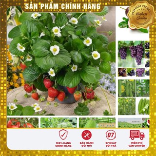 COMBO TRỌN BỘ Hạt giống dâu tây rau nho mướp hoa quả vụ Thu Đông