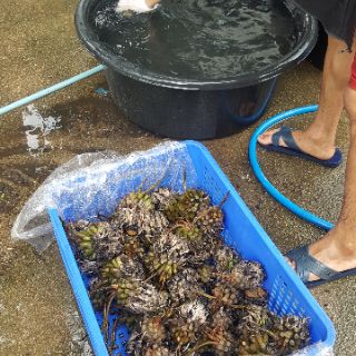[RẺ VÔ ĐỊCH] Combo 50 củ súng mix màu