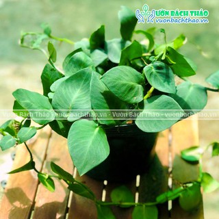 Cây tắc kè thái lá to bám tường