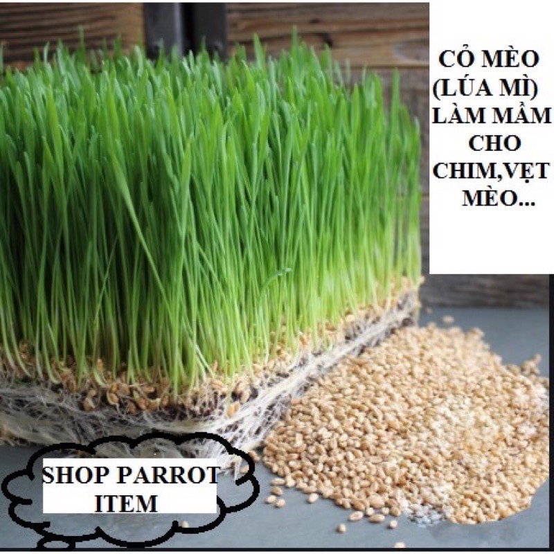 1KG Hạt giống cỏ mèo, cỏ lúa mạch