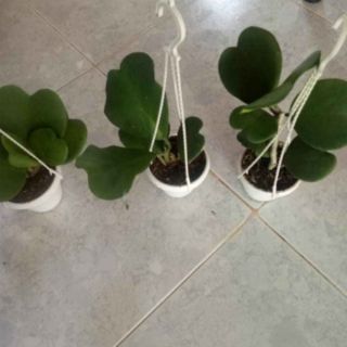 Cẩm cù lá trái tim