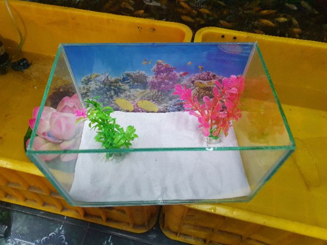 COMBO HỒ CÁ CẢNH TRANG TRÍ ĐƠN GIẢN 24X15X15CM