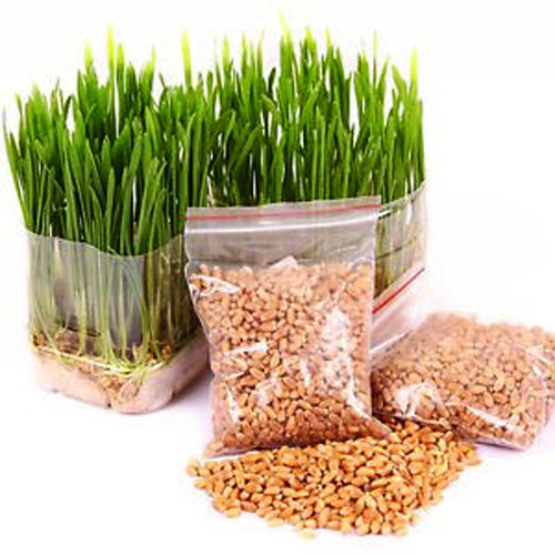 Hạt Lúa Mì ÚC Organic (1kg) - Có thể trồng cỏ lúa mì