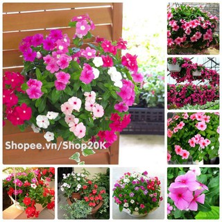 <> Hạt giống Dừa cạn rủ nhiều màu (50 hạt)- beeshop