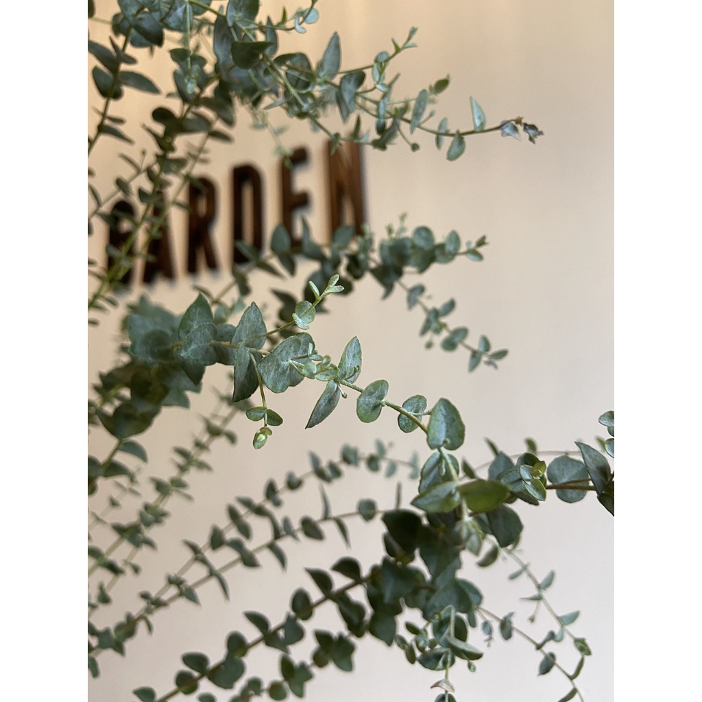 Cây Khuynh diệp Ánh Trăng - MOON LAGOON