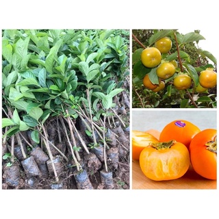 Cây giống hồng gòn đà lạt