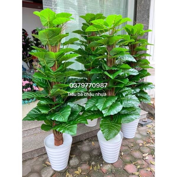 Cây Trầu Bà Cột Giả Cao 1M6 thân to, lá dày đẹp hàng loại 1, trang trí nhà cửa, quán cafe, nhà hàng