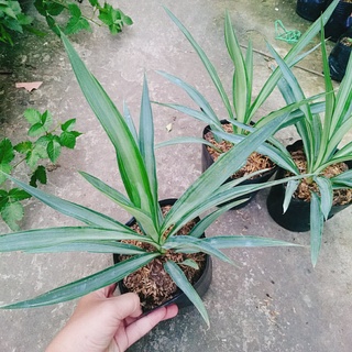 Cây Phát Tài Thái ( Dứa Diệp Tiễn )