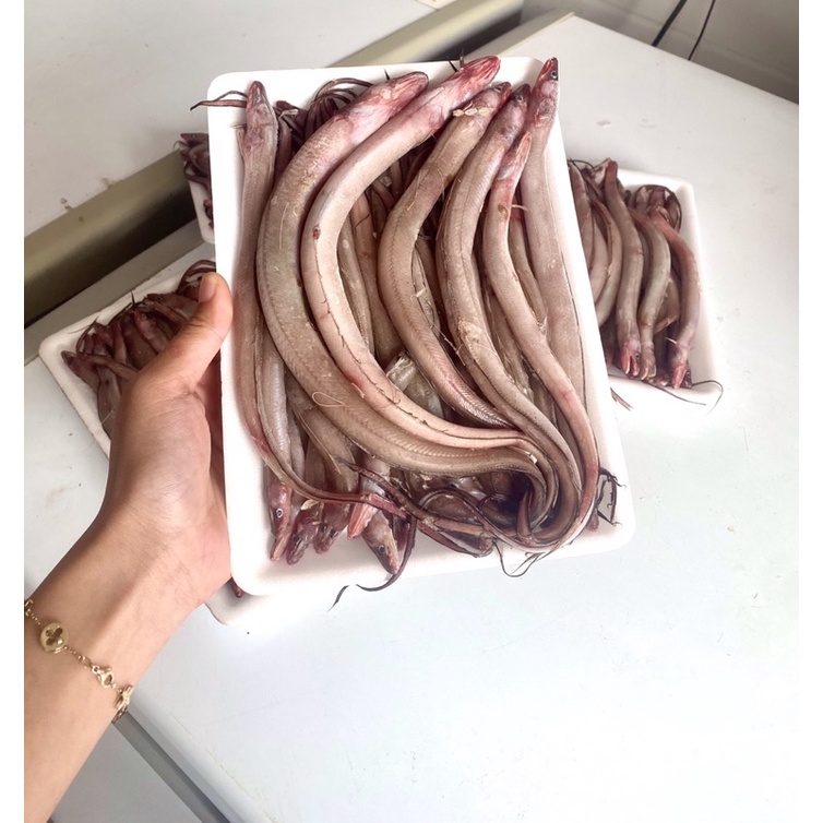 Cá Sụn Sịn -Q12