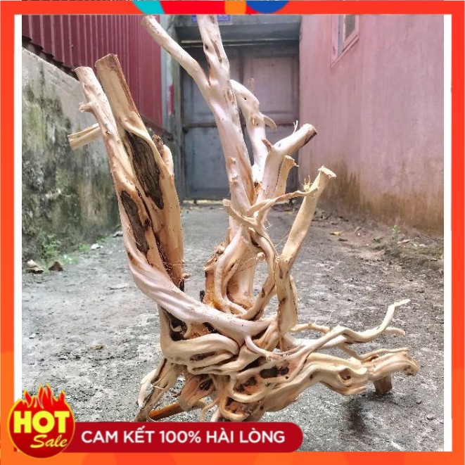 [FREESHIP] LŨA THUỶ SINH - HẢI SƠN QUỲ [ Tuỳ Chọn Mẫu ]