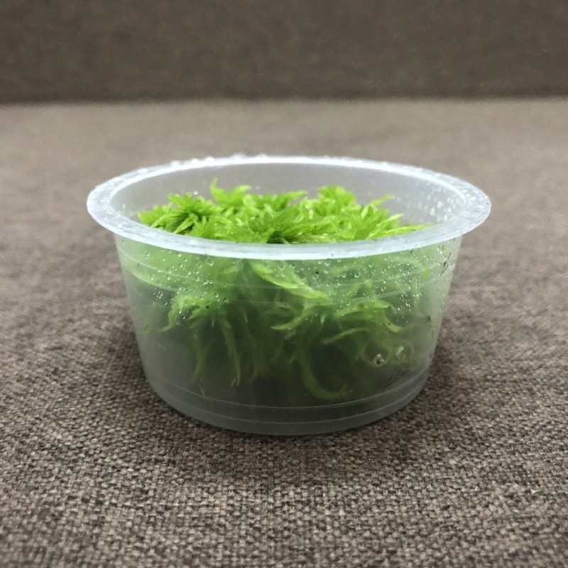 Hộp dớn Teres size 6,8cmx3cm