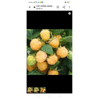 Chậu cây giống trái mâm xôi Vàng - Phúc Bồn Tử (Gold Raspberry) - Cây cao 15-20cm đã trồng ổn định, sắp ra hoa