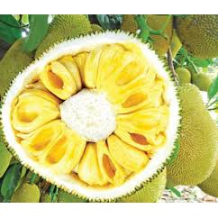 Cây giống mít không hạt