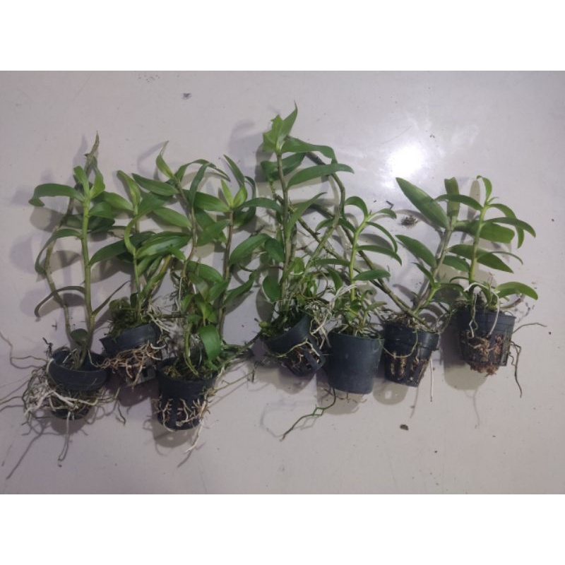 Hoa lan giả hạc Pháp giống
