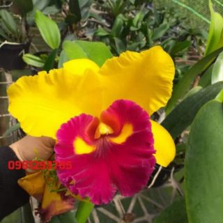 Cattleya cây giống