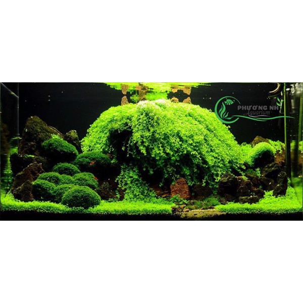 Cây trân châu ngọc trai