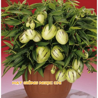 Hạt Giống Dưa Pepino (Dưa Nam Mỹ) - 4 Hạt